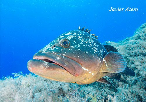 Epinephelus marginatus