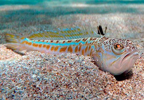 Trachinus draco