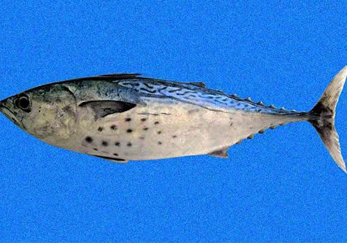 Euthynnus alletteratus