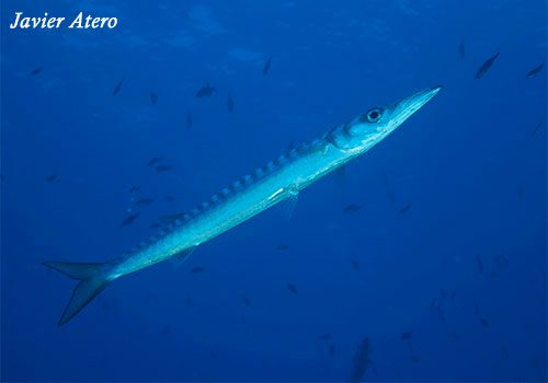 Sphyraena sphyraena