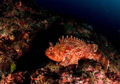 Scorpaena porcus