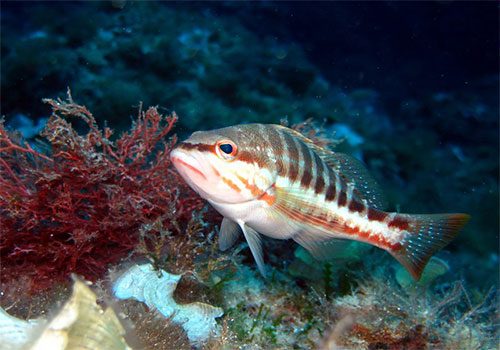 Serranus cabrilla