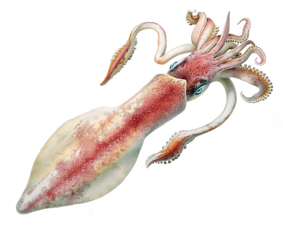 Loligo vulgaris