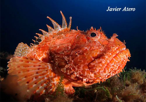 Scorpaena scrofa