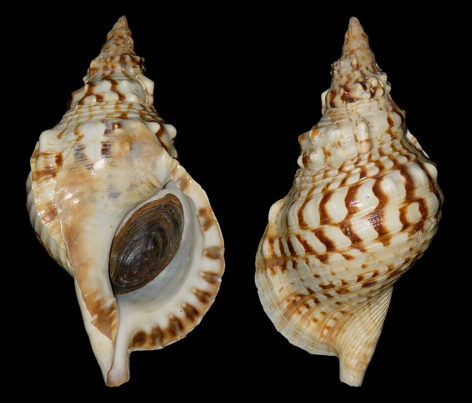 Charonia spp.