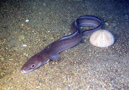Conger conger
