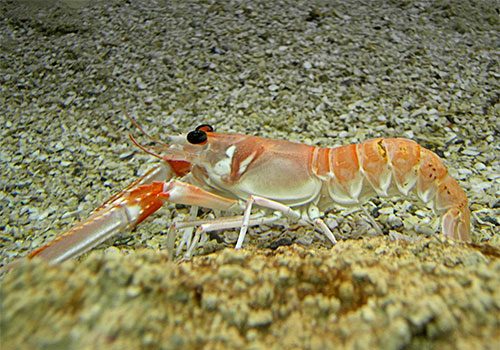 Nephrops norvegicus