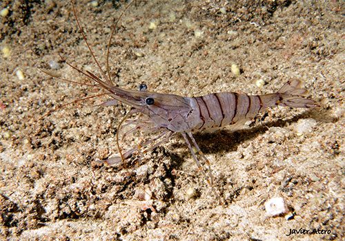 Palaemon serratus