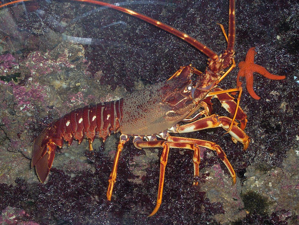 Palinurus elephas