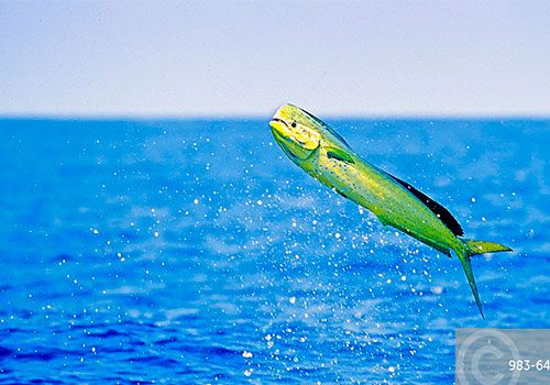 Coryphaena hippurus