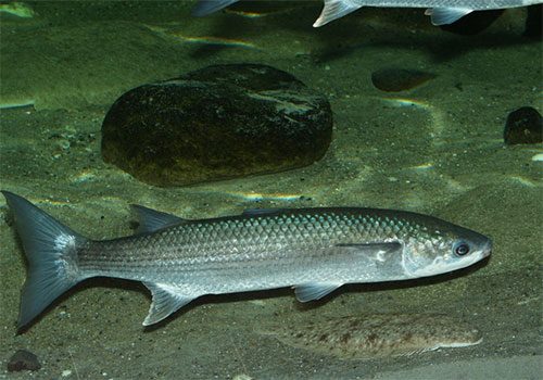 Chelon labrosus