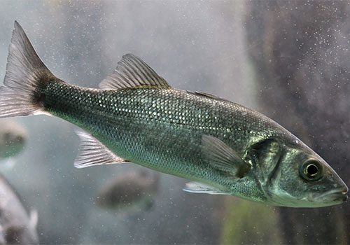 Dicentrarchus labrax