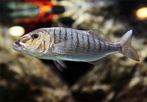 Lithognathus mormyrus