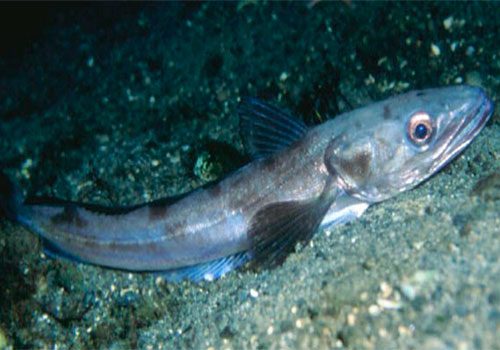 Merluccius merluccius