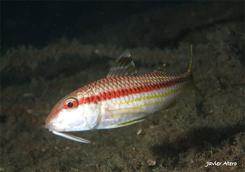 Mullus surmuletus