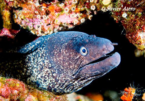 Muraena helena
