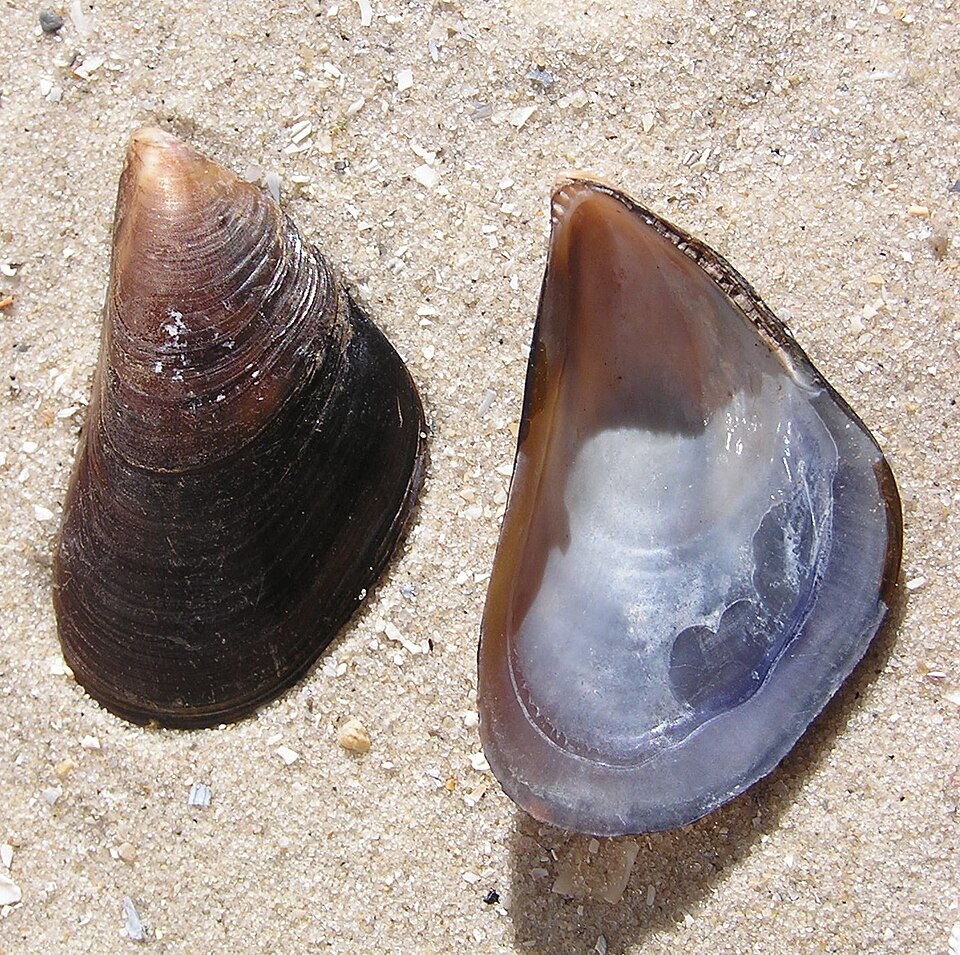 Mytilus galloprovincialis
