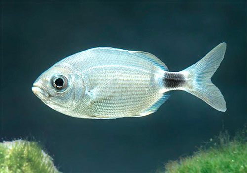 Oblada melanura