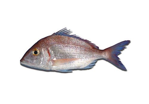 Pagellus erythrinus