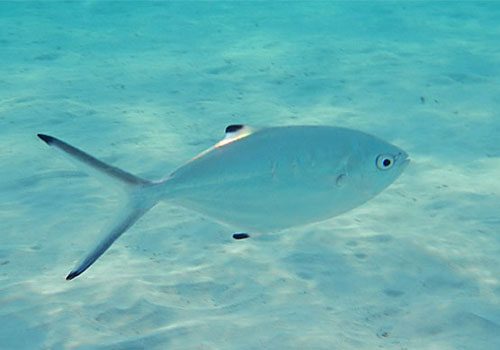 Trachinotus ovatus