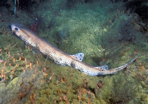 Scyliorhinus canicula