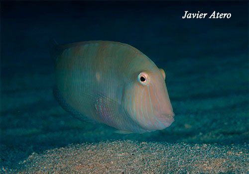 Xyrichthys novacula