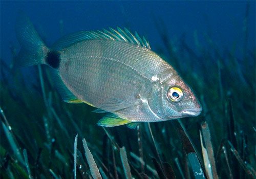 Diplodus annularis