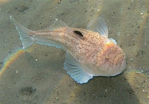 Uranoscopus scaber