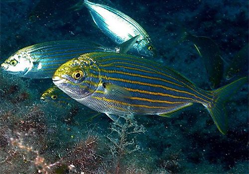 Sarpa salpa