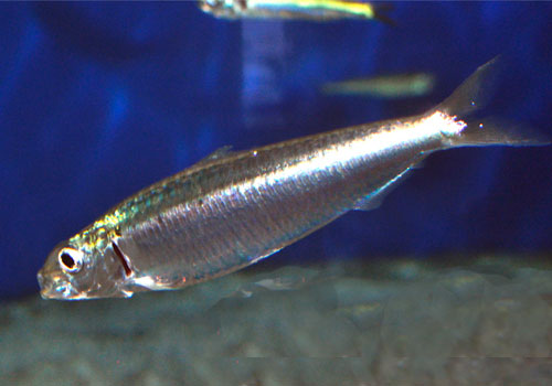 Sardina pilchardus