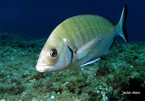 Diplodus sargus