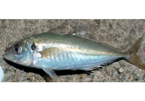 Trachurus trachurus