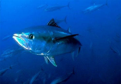 Thunnus thynnus