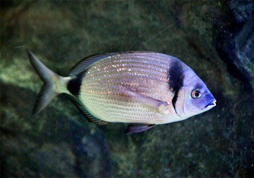 Diplodus vulgaris