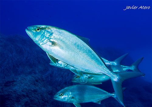 Seriola dumerili