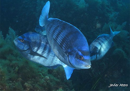 Spondyliosoma cantharus
